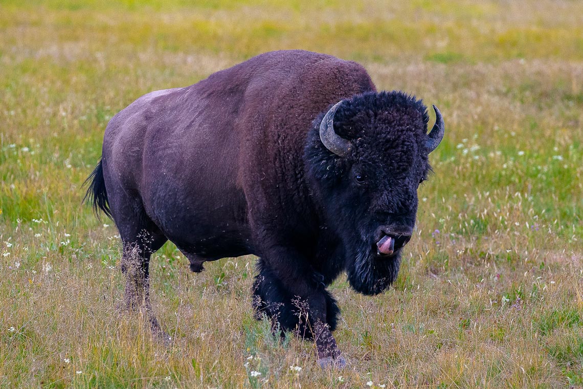 Bisonte aggredisce turista a Yellowstone e lo lancia in aria