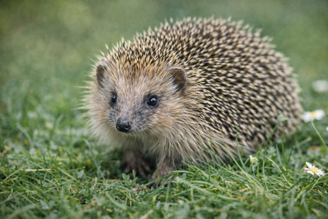 Il Valore Straordinario dei Santuari degli Animali