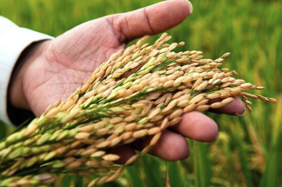 Il comparto risicolo italiano è ufficialmente in stato di agitazione
